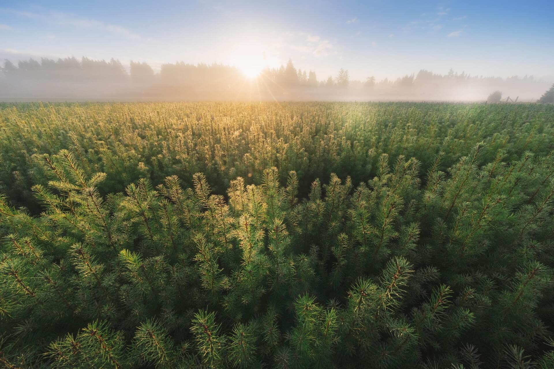 Carbon-neutral shipping with August Berg